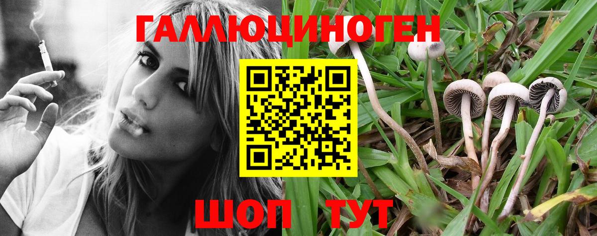 Урус-Мартан  Псилоцибиновые грибы прущие грибы  Вход с VPN  Галлюциногенные грибы Psilocybine cubensis 